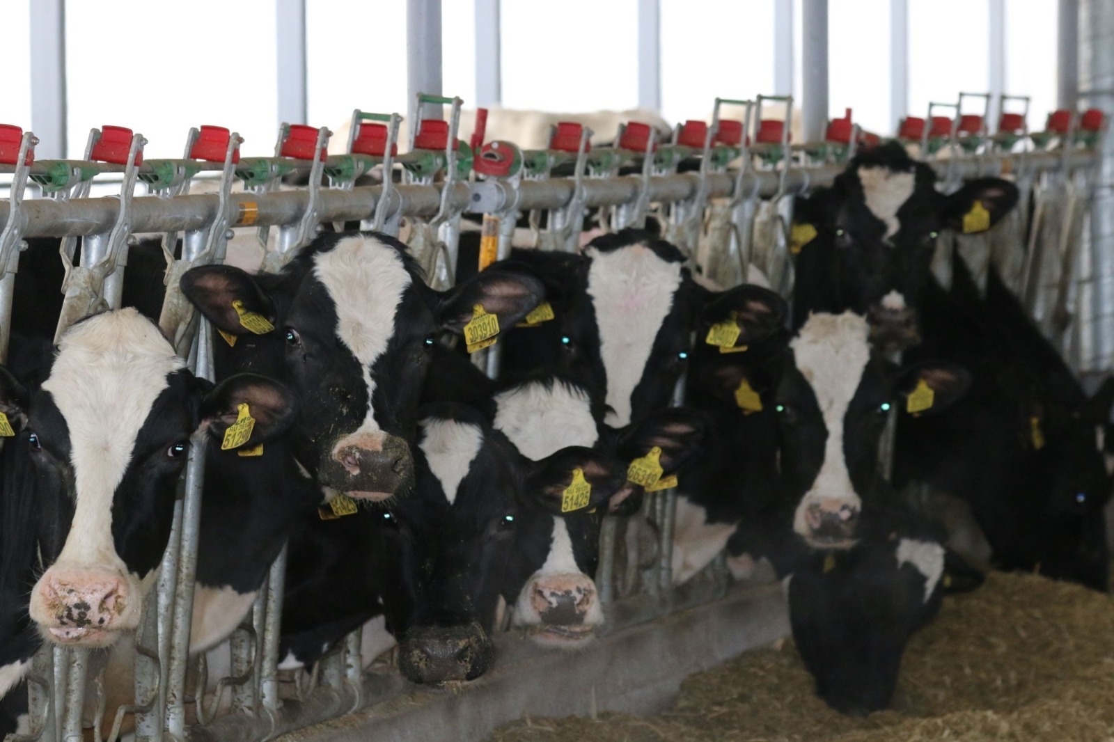 Пушкӑртри ӑратлӑ ял хуҫалӑхĕсене суса илнӗ сӗтӗн 50 проценчӗ тивнӗ