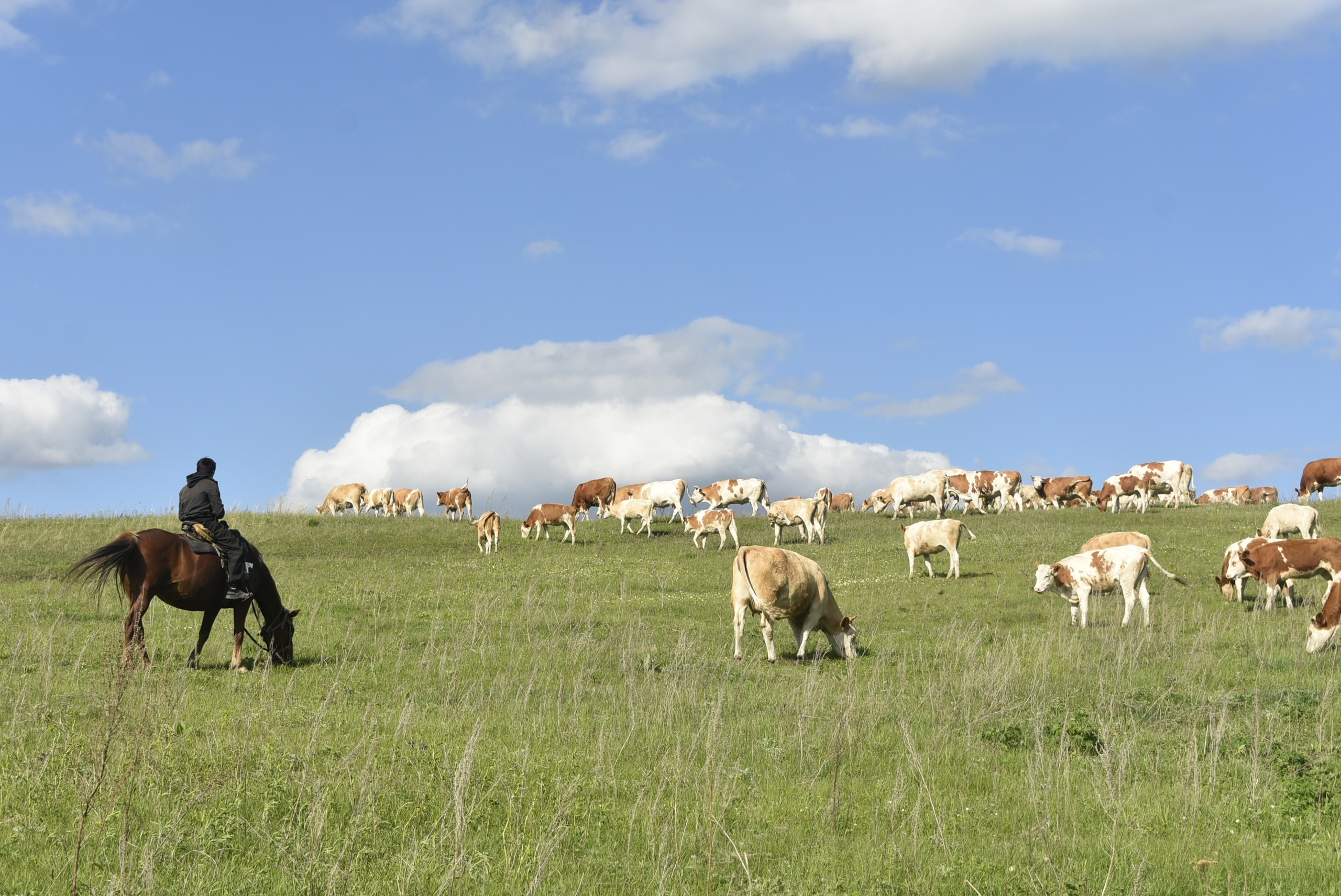 Уй-хирсемпе фермӑсенче ӗҫ вӗресе тӑрать