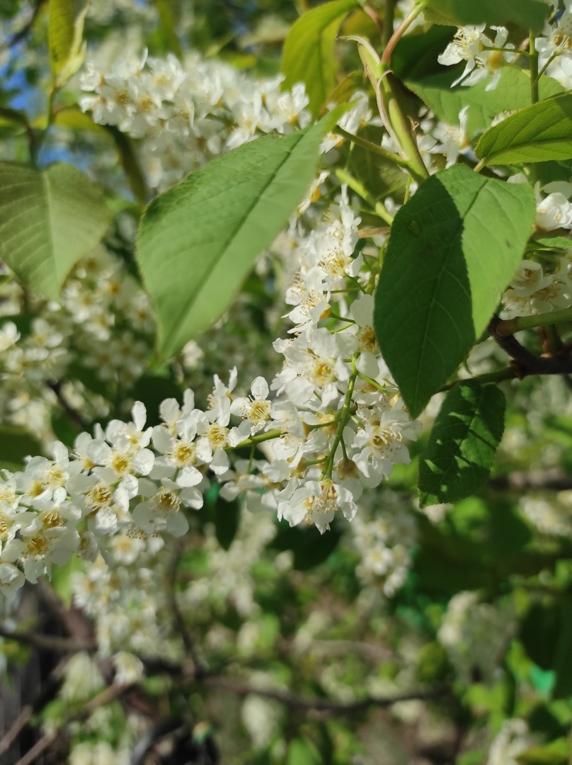 Ҫурхи улӑхра