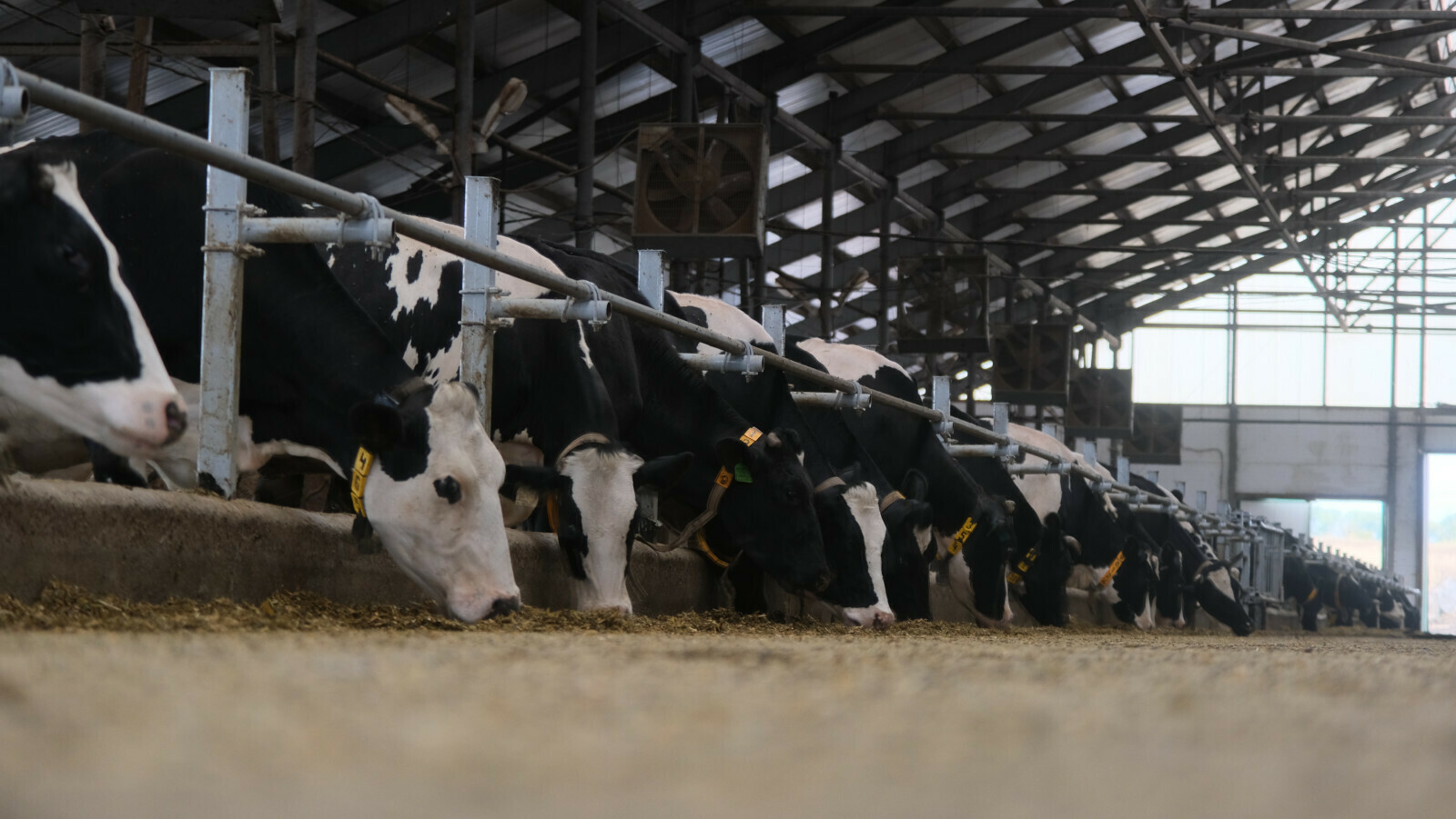 Пушкӑртстанри КРС генетика экспертизине 8 млн тенкӗ ытла ярӗҫ