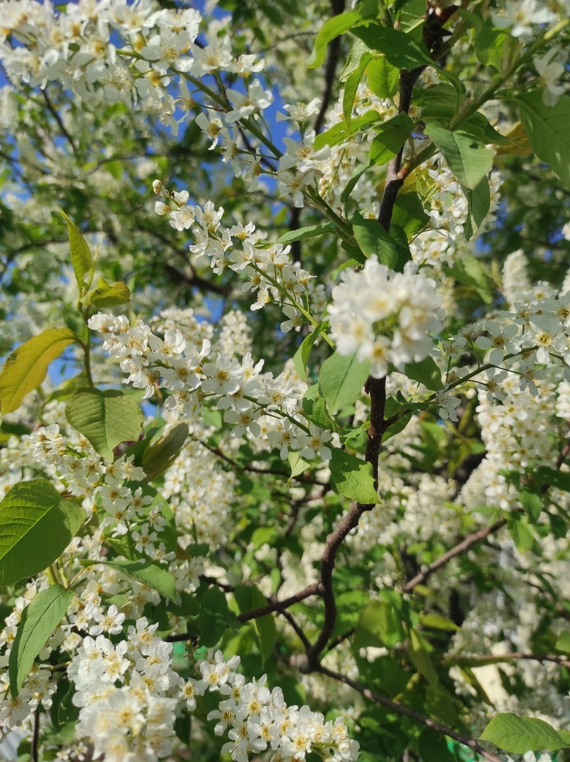 Ҫурхи улӑхра