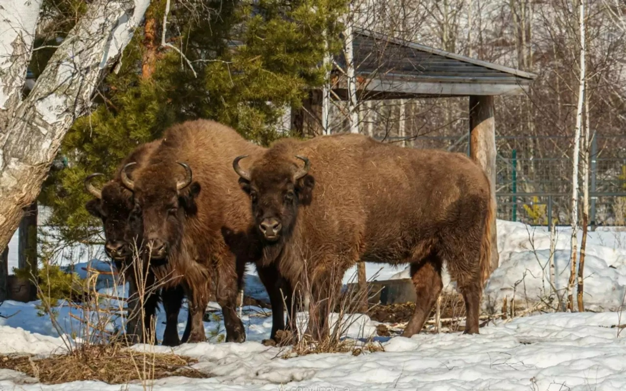 Пушкӑртстанра хӑйне евӗрлӗ Беловежски зубрӗсен йышӗ ӳсет
