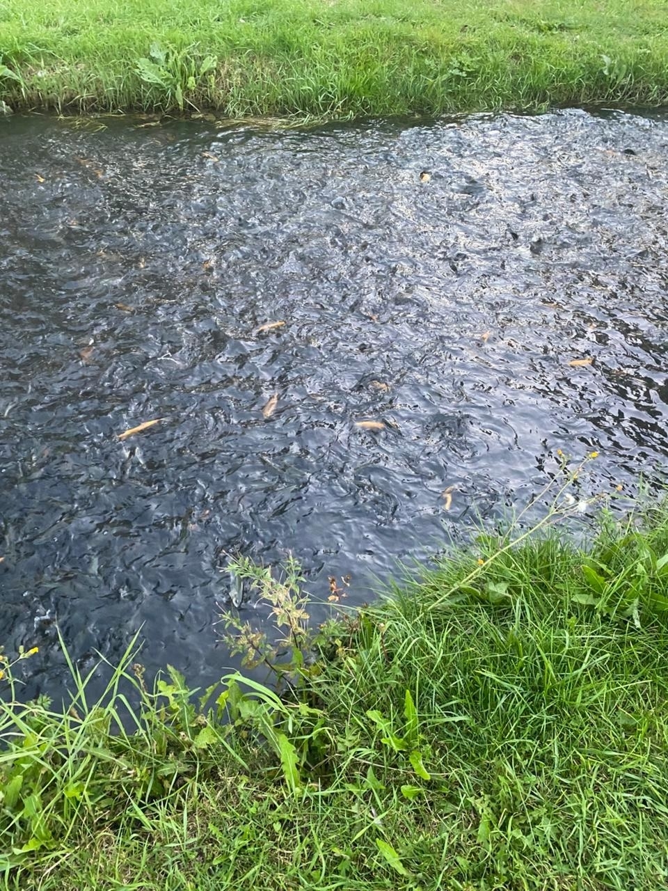 Бизнес-шериф Ситекпуç ялӗнчи «Радужное» форель хуҫалӑхне ҫитсе курнӑ