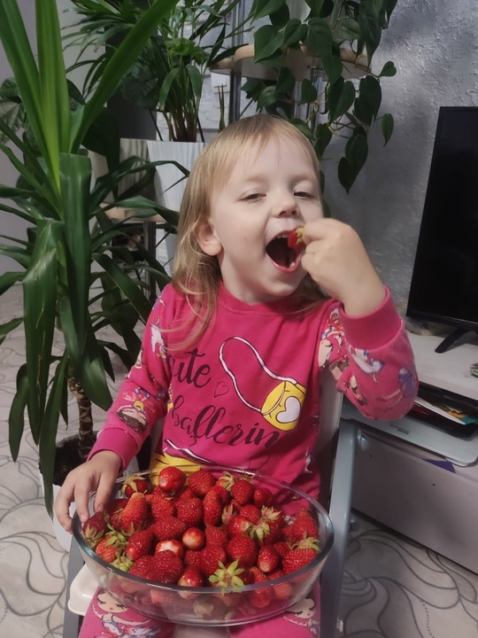 «Гномики» ушкӑнран улма-çырла «парачӗ»!