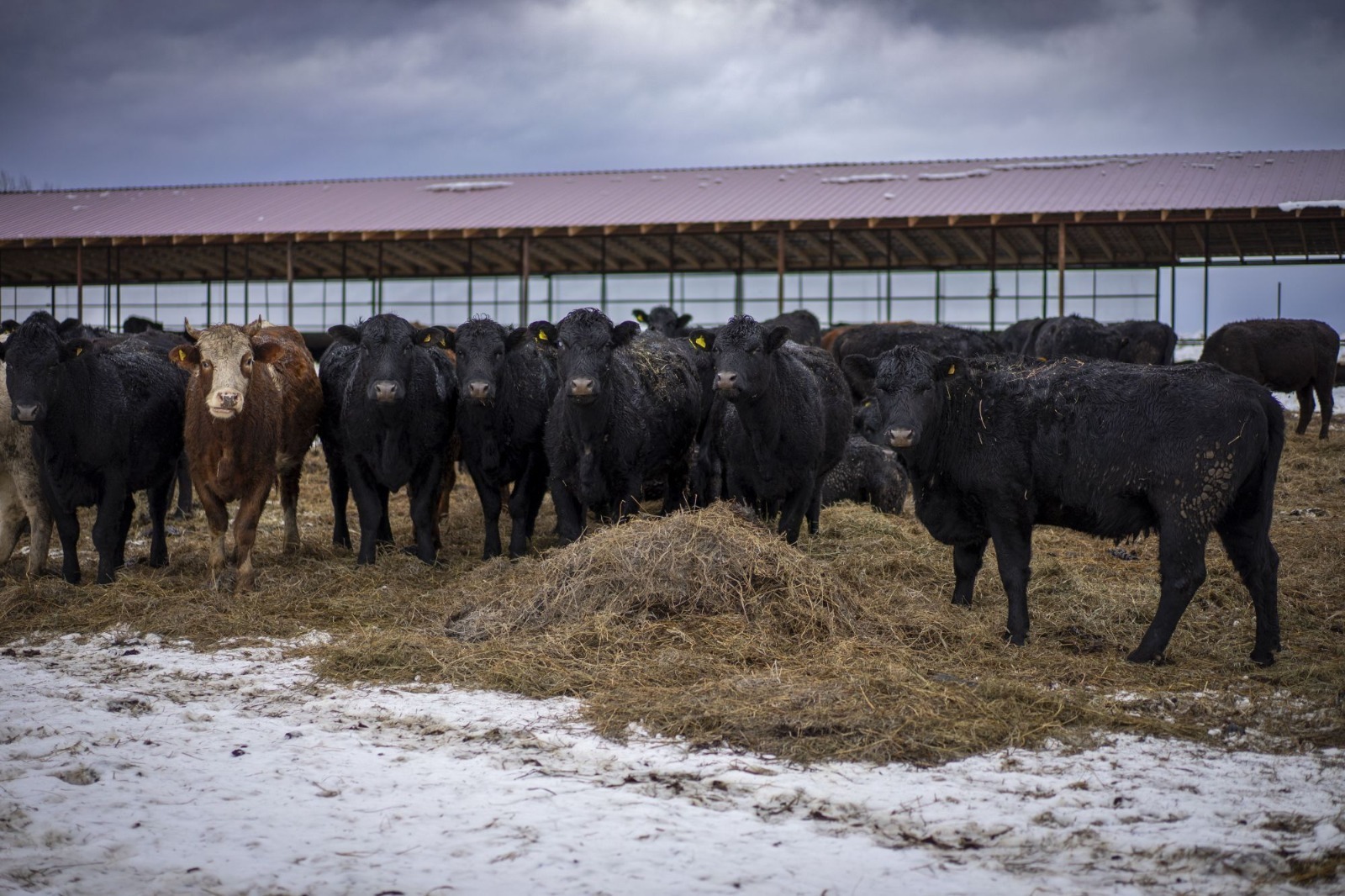 Пушкӑртстанра ытларах аш-какай туса илĕç