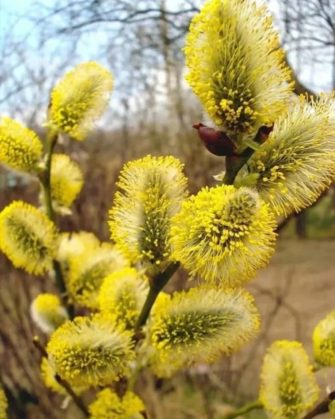 Май уявӗсем-2026 Пушкӑртстанра: канмалли кунсен тулли календарӗ