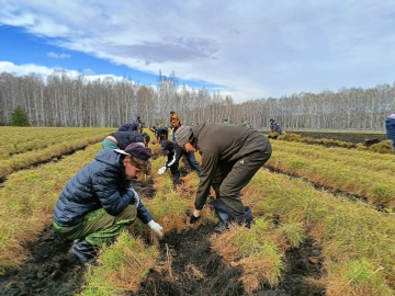 Çамрӑк экологсем ҫӗнӗ вӑрман сезонӗн стартне хутшӑннӑ