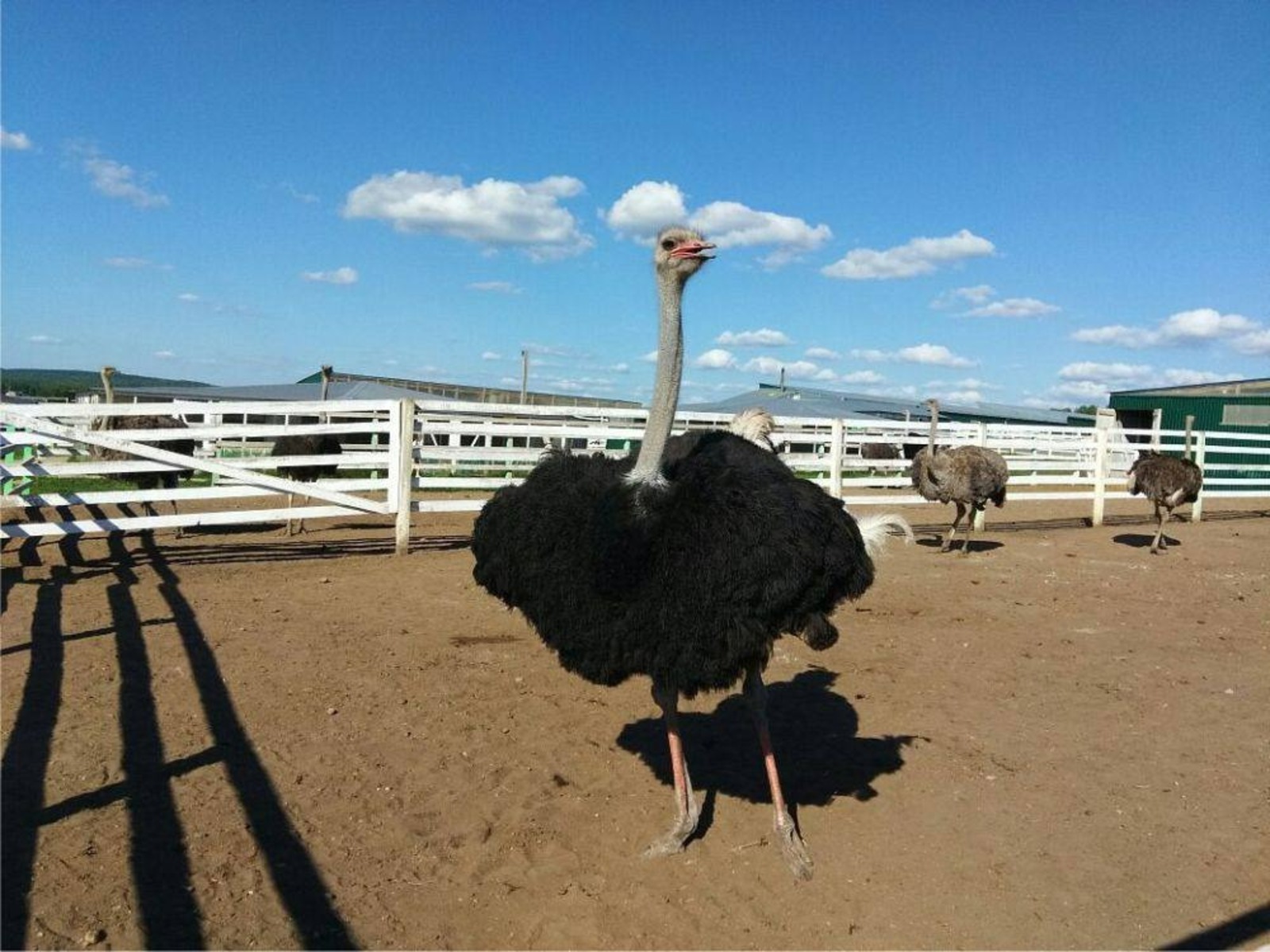 Пушкӑртри страус ферми хуҫисем производство цехӗсене туса хута яма палӑртаҫҫӗ