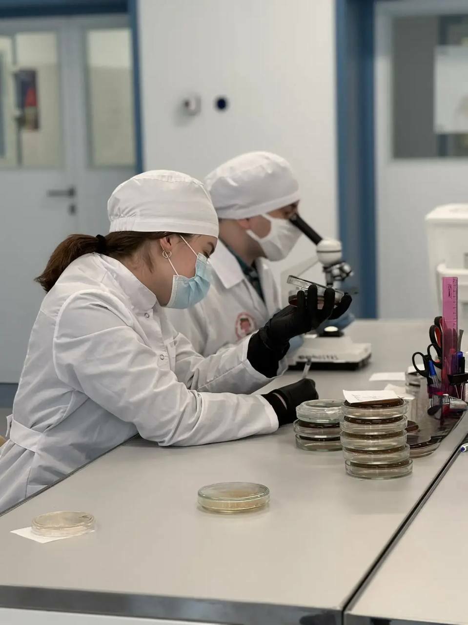 Создана тест-система для быстрого поиска «бактерии стройности» у человека