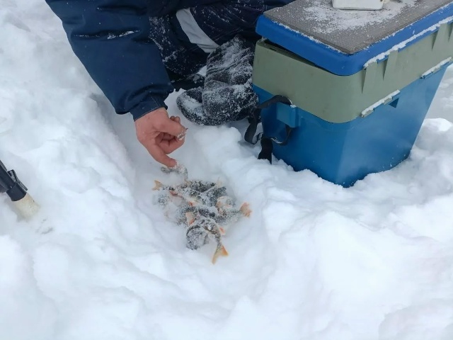 Ситекпуç ялӗнче пӑр айӗнчи пулӑ тытассипе ӑмӑрту иртнӗ