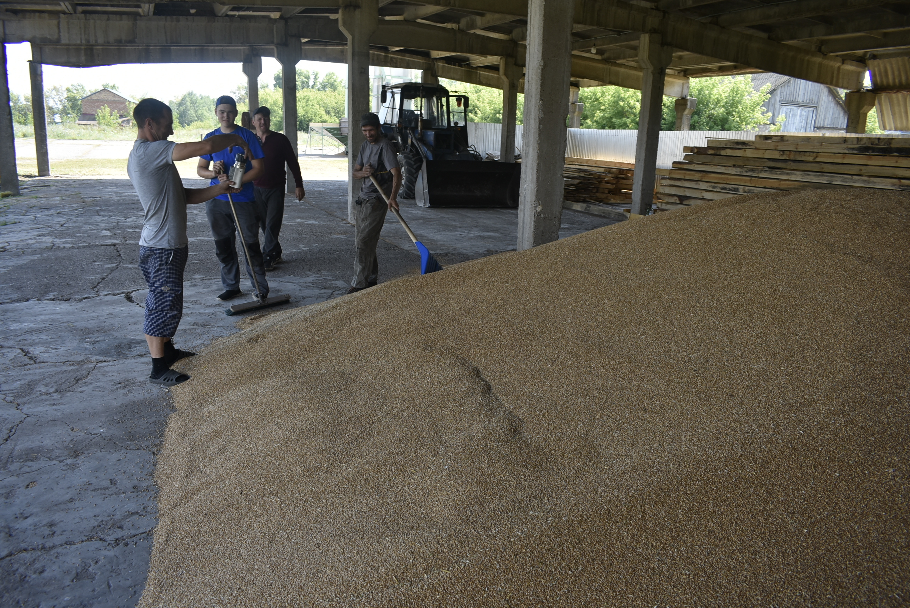 Кӗрхи тырӑсене вырса пӗтернĕ