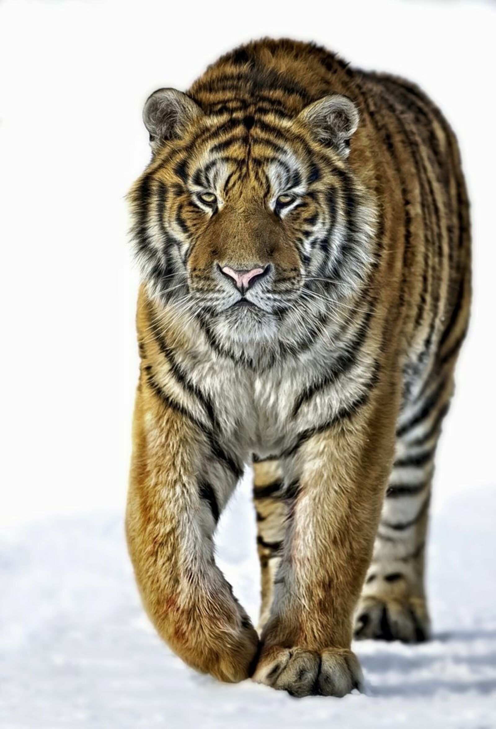 Ҫӑмламас тигр ҫулӗ